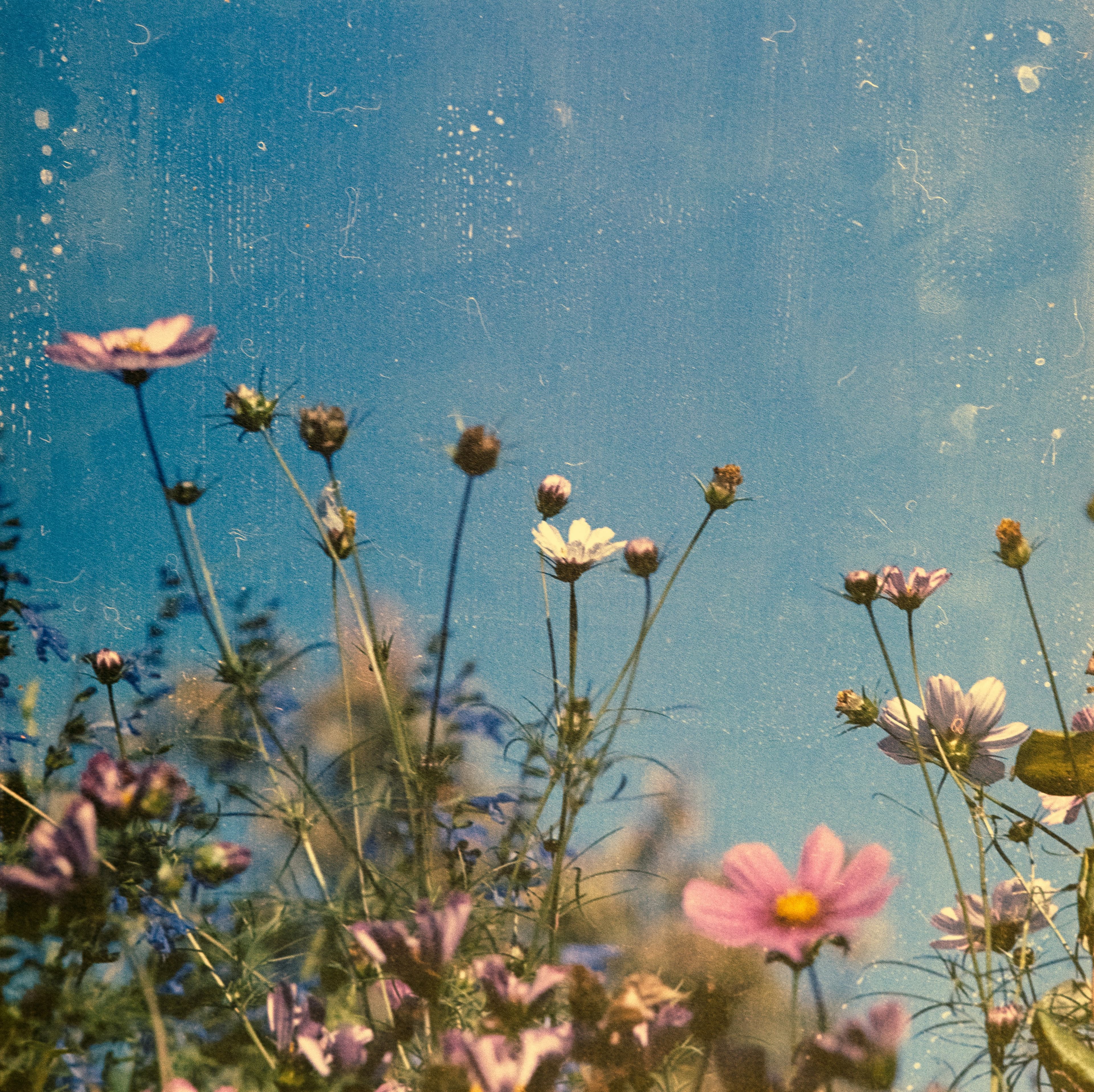Pink and white cosmos flowers against a blue sky with a grainy, vintage film texture.
